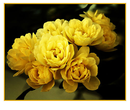 Flower Study 1